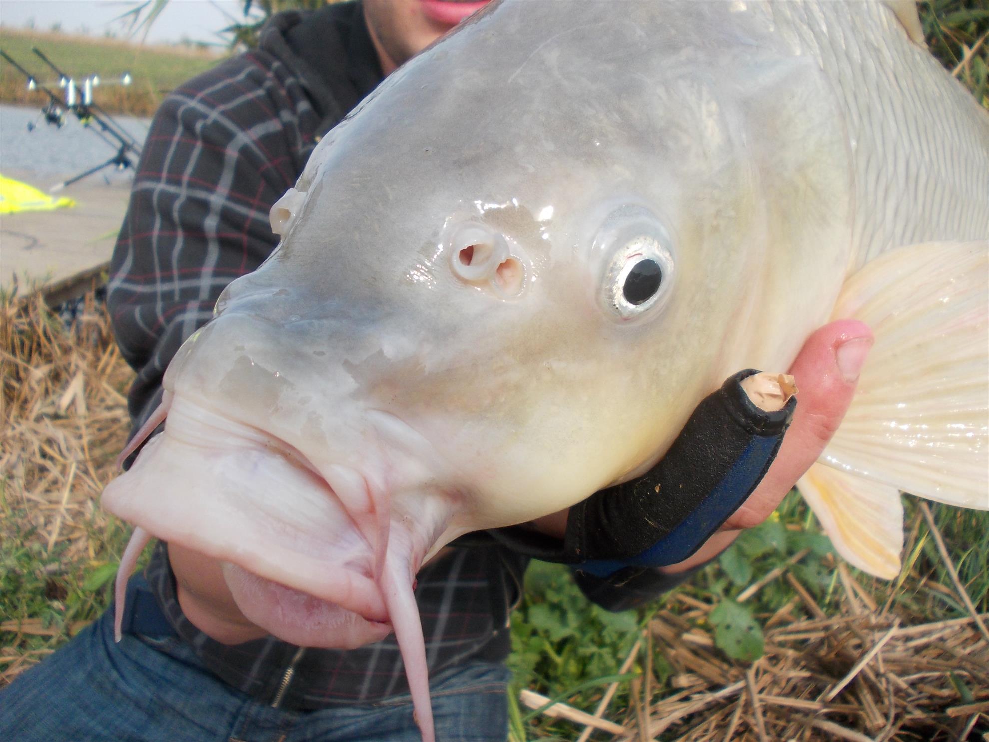 Carp mad - dscn2035.JPG